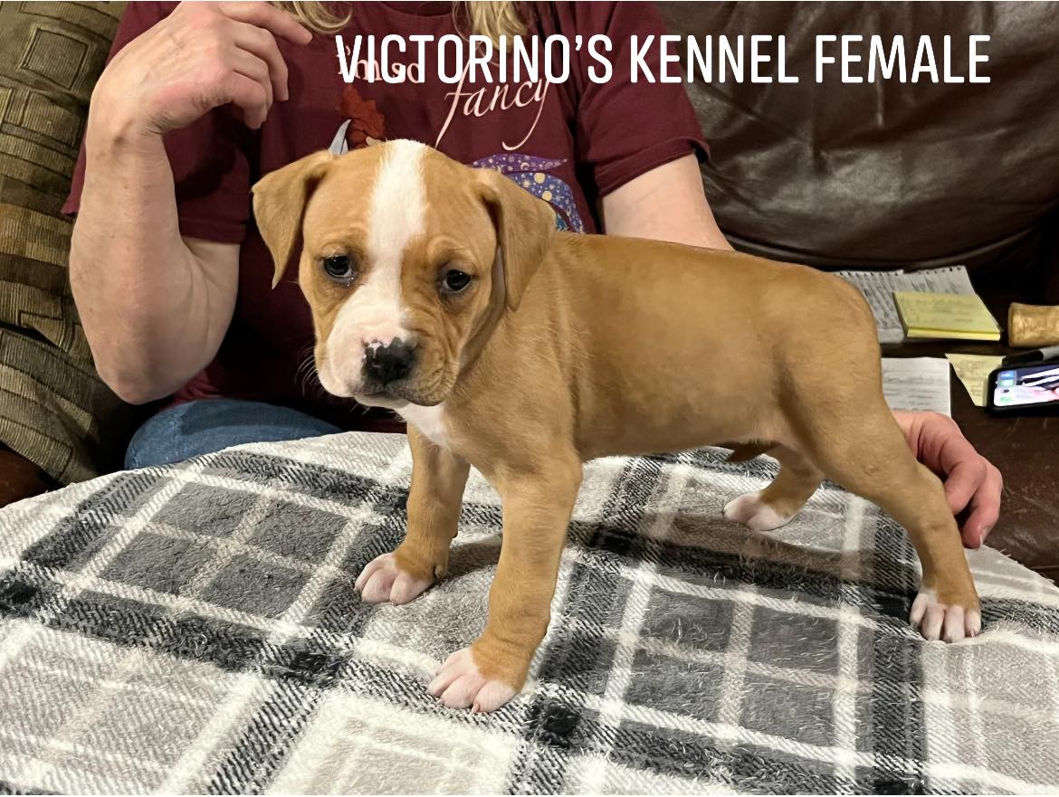 Victorino's Kennel ~ Home of The American Pit Bull Terrier